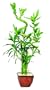 Brussel's DT0137LB5C Lucky Bamboo Plant