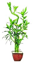 Brussel's Lucky Bamboo Plant