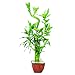 Brussel's DT0137LB5C Lucky Bamboo Plant