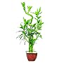 Brussel's Lucky Bamboo Plant