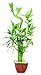 Brussel's Lucky Bamboo Plant