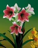 Amaryllis Misty