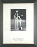 Vintage Andre Kertesz Poster -"Melancholic Tulip" - 28X25