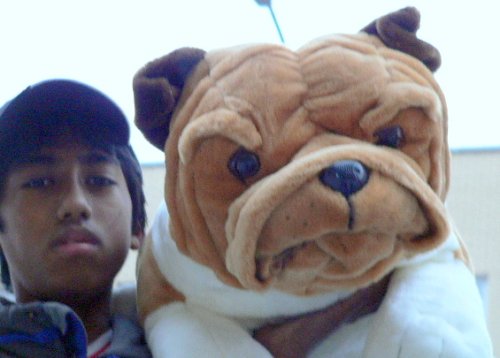 416SmpGhreL VERY LARGE 28 STUFFED BULLDOG BIG PLUSH SQUISHY SOFT ENORMOUS HIGH QUALITY DOG