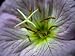 Close-up of a Showy Evening Primrose Flower Photographic Poster Print by White & Petteway , 24x32