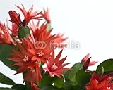 Wallmonkeys Peel and Stick Wall Decals - Holiday Cactus - Removable Graphic