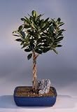 Green Emerald Ficus Bonsai Tree.Twist.(ficus microcarpa)