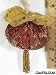 Cinnamon Scent Stuffed Hanging Ornament 6 in. H