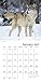 Wolves Wall Calendar (2017)