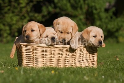 Wallmonkeys Peel and Stick Wall Decals - Labrador Puppies in Basket - 18