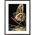 A female Cecropia moth has just emerged from its cocoon Subject Framed Art Poster Print by Darlyne A. Murawski, 21x29