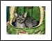 devon rex - Devon Den Framed Artist's Proof by Drew Strouble
