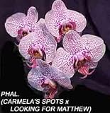 Phal. (Carmela