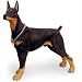Doberman Pinscher 15
