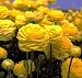 persian39 - Yellow Ranunculus 10 Bulbs Size 7 cm