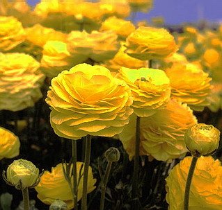 image link - - B0009SPX4Q