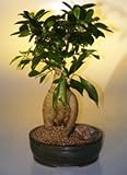 Bonsai Boy's Ginseng Ficus Bonsai Tree - Large Ficus Retusa Bonsai Boy's Ginseng Ficus Bonsai Tree - Large Ficus Retusa