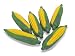 Melissa & Doug 2842, Corn (Bundle of 6) Bulk Fruits & Veggies