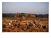 Workers Threshing Rice Harvest, Chiang Rai, Thailand Art Photographic Poster Print by Bill Wassman, 16x12