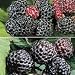 All-Black Raspberry Offer
