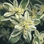 Summer Icicle Snow on the Mountains 25 Seeds - Annual