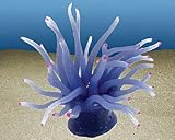 Eigenschaften Rosenau24  / ANEMONE - CONDYACTIS, blau