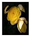Begonia in Yellow Botanical Photographic Poster Print by Ginny L Luttrell, 16x20 Image