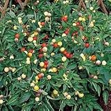 Pepper Seeds - Pepper Marbles