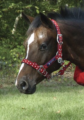 Jack Lami by Lami-Cell Halter with Lead