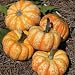 Pumpkin 'Hooligan' Vegetable Seeds **Grow Your Own Pumpkin**