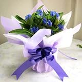 �y9/21�����w��z�����h�E���A�����b�s���O�t���y�{�B���͂� ���������z�y�h�V�̓��z