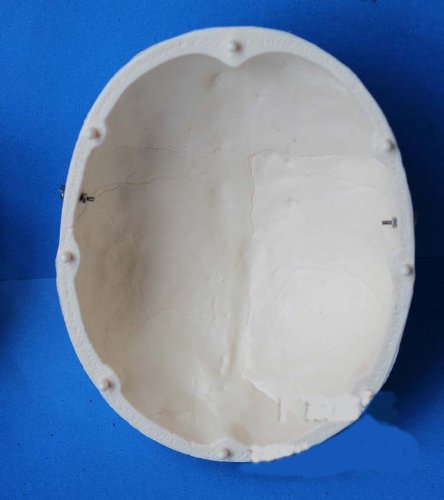 头盖骨模型 実物大 头部ガイコツ 人体模型 学校