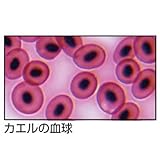 アーテック 動物組織プレパラートC 94735
