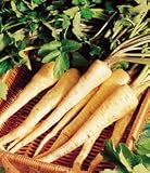 Hollow Crown Parsnips - 1000 Seeds - BONUS PACK!