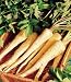 Hollow Crown Parsnips 1000 Seeds