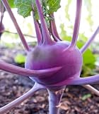 Purple Vienna Kohlrabi - 200 Seeds