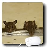 Danita Delimont - Temples - Karni Mata Temple, Deshnoke Rajasthan, INDIA-AS10 POX0405 - Pete Oxford - MousePad (mp_75456_1)