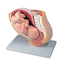 Altay Scientific Pregnancy Pelvis Model with Fetus, 40 x 26 x 37cm Size