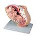 Altay Scientific Pregnancy Pelvis Model with Fetus, 40 x 26 x 37cm Size