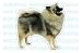 Pet Supplies : KEESHOND - Dog Decal - sticker dogs car got window