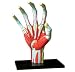 Tedco Human Anatomy - Hand Model