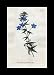 Reprint Italian Pimpernel, Blue Pimpernel 1795