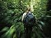 View from Behind of a Woman as She Treks Through a Rain Forest Collections Photographic Poster Print, 18x24