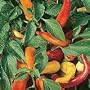 Organic Hungarian Hot Wax Chile