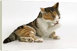 Box Canvas Print of Cat - Kitten licking paw from Ardea