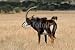 Wallmonkeys Peel and Stick Wall Decals - Sable Antelope (hippotragus Niger) - Removable Graphic