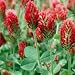 Crimson Clover Seed - 2 LB