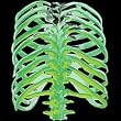 Glow In The Dark Bones~back Adult T-Shirt