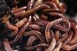 Red Wiggler Composting Worms (2lbs)