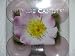 �yVILLAGE CANDLE�z���C���h�@���[�Y�@�e�B�[���C�g�T�C�Y10����1�Z�b�g�@MADE IN U.S.A